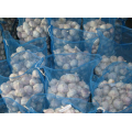 Export Packed in 10kgs in Carton Mesh bag Fresh Normal White Garlic